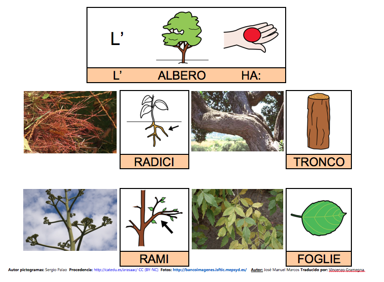 MAPPA SEMANTICA E LIBRO DI COMUNICAZIONE SULL'ALBERO.